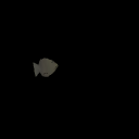 KelpSurfPerch