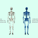 AllBonesLOA5Skeletons