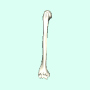 r_humerus