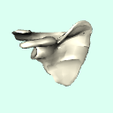 r_scapula