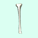 r_tibia
