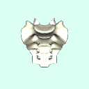 sacrum