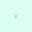 tooth_molar_32_48